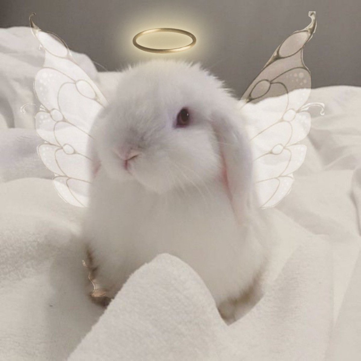 yujin as bun ♡ tweet media
