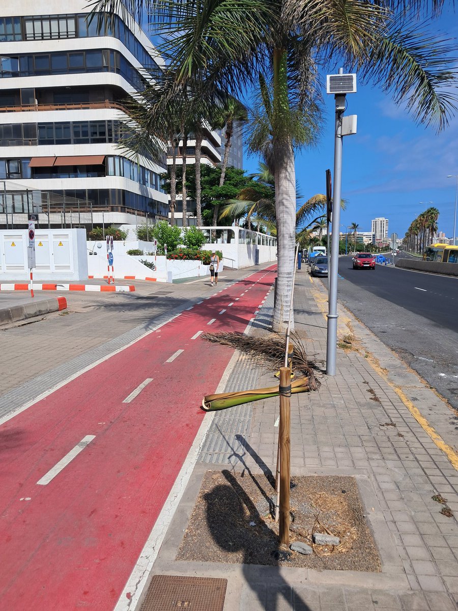 StopArboricidio's tweet photo. Sábado 31 Agosto por la mañana: 2 hojas de palma caídas sobre el carril bici de Alcalde Ramirez Bethencourt entre Juan XXIII y la Superconisaría.
Te cae en el cogote y te desnuca!

Podan árboles en Agosto pero no podan lo que hay que podar @jardinesLPGC @gemmartinezsol https://t.co/q64NQztTuF