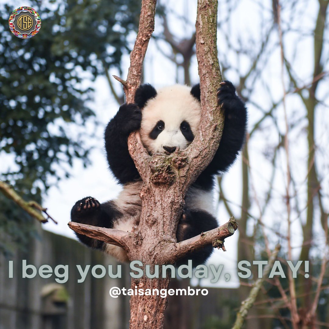 taisangembroAS's tweet image. Sunday Reminder ☀
Take today to rest, recharge, and reflect. Embrace the calm, appreciate the little things, and get ready for a new week with positivity.
Have a peaceful Sunday! 🌻
#taisang #embroidery #samedi #weekend #EmbroideryMachineSpecial #EmbroideryMachinePromo