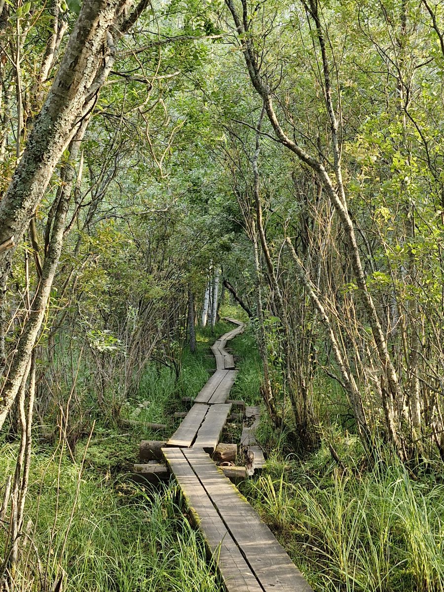 tom_mckinney's tweet image. Good to be back for Sunday Breakfast @BBCRadio3. And it's the sounds of a Ural Owl in a forest in Finland for your dawn chorus of birdsong. 6.30- 9. See you there! ☕️