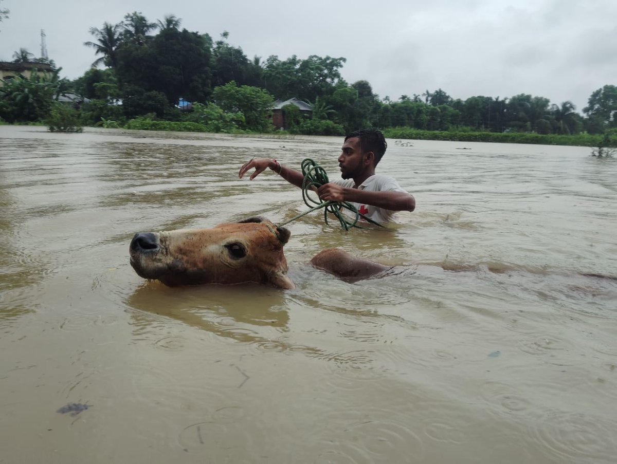 IFRCAsiaPacific's tweet photo. Amidst the recent floods in Tripura, @IndianRedCross Tripura branch volunteers worked tirelessly with local authorities in supporting rescue ops, relief distribution, medical aid &amp; setting up shelters. Their dedication ensured safety and support for those affected. #tripurafloods https://t.co/v1xaMuamuV