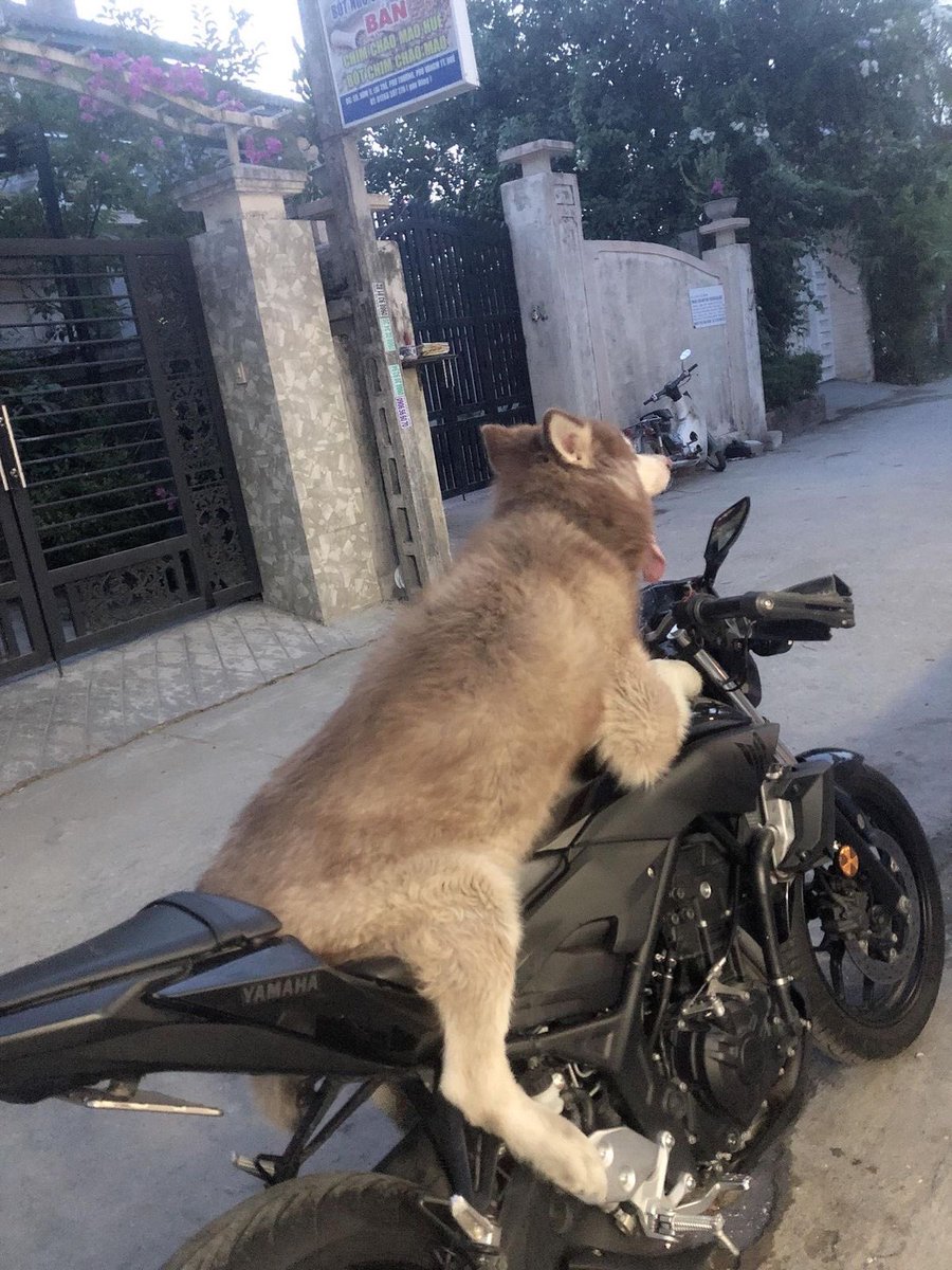 เปนไซแท้ 100%