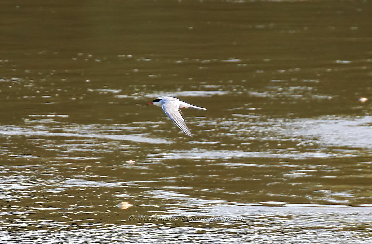 <a href="/ritabianchi56/">RITABIANCHi56</a> Sia gradevole e semplice.🐞🐞🐞