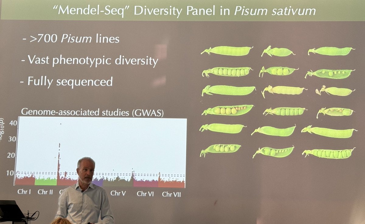 Silvia Ramundo (@ramundo_silvia) on Twitter photo I had a great time at SPPS2024 in Copenhagen! A major highlight was an inspiring talk by <a href="/larsostergaard/">Lars Ostergaard</a> from <a href="/UniofOxford/">University of Oxford</a> (ex <a href="/JohnInnesCentre/">John Innes Centre</a>) on reviving Mendel’s cherished green peas as a model system in developmental biology. Big thanks <a href="/PlantSpps/">Scandinavian Plant Physiology Society - SPPS</a> for the invitation! I had a great time at SPPS2024 in Copenhagen! A major highlight was an inspiring talk by <a href="/larsostergaard/">Lars Ostergaard</a> from <a href="/UniofOxford/">University of Oxford</a> (ex <a href="/JohnInnesCentre/">John Innes Centre</a>) on reviving Mendel’s cherished green peas as a model system in developmental biology. Big thanks <a href="/PlantSpps/">Scandinavian Plant Physiology Society - SPPS</a> for the invitation!