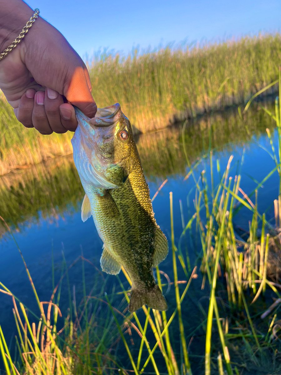 CAUGHT THIS LITTLE GUY ON A GOOD O SINKO 👍🏻