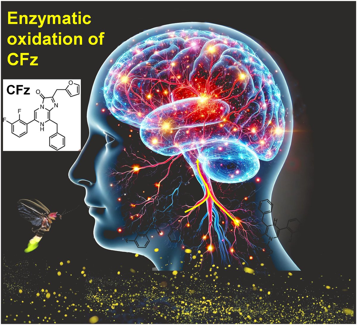 A new perspective article of #BMEMat "Is deep brain imaging on the brink of transformation with a bioluminescence molecule?" by Shumao Xu,  Farid Manshaii and Jun Chen*.
<a href="/WileyBiomedical/">Wiley Biomedical Science</a>
check🔍onlinelibrary.wiley.com/doi/epdf/10.10…