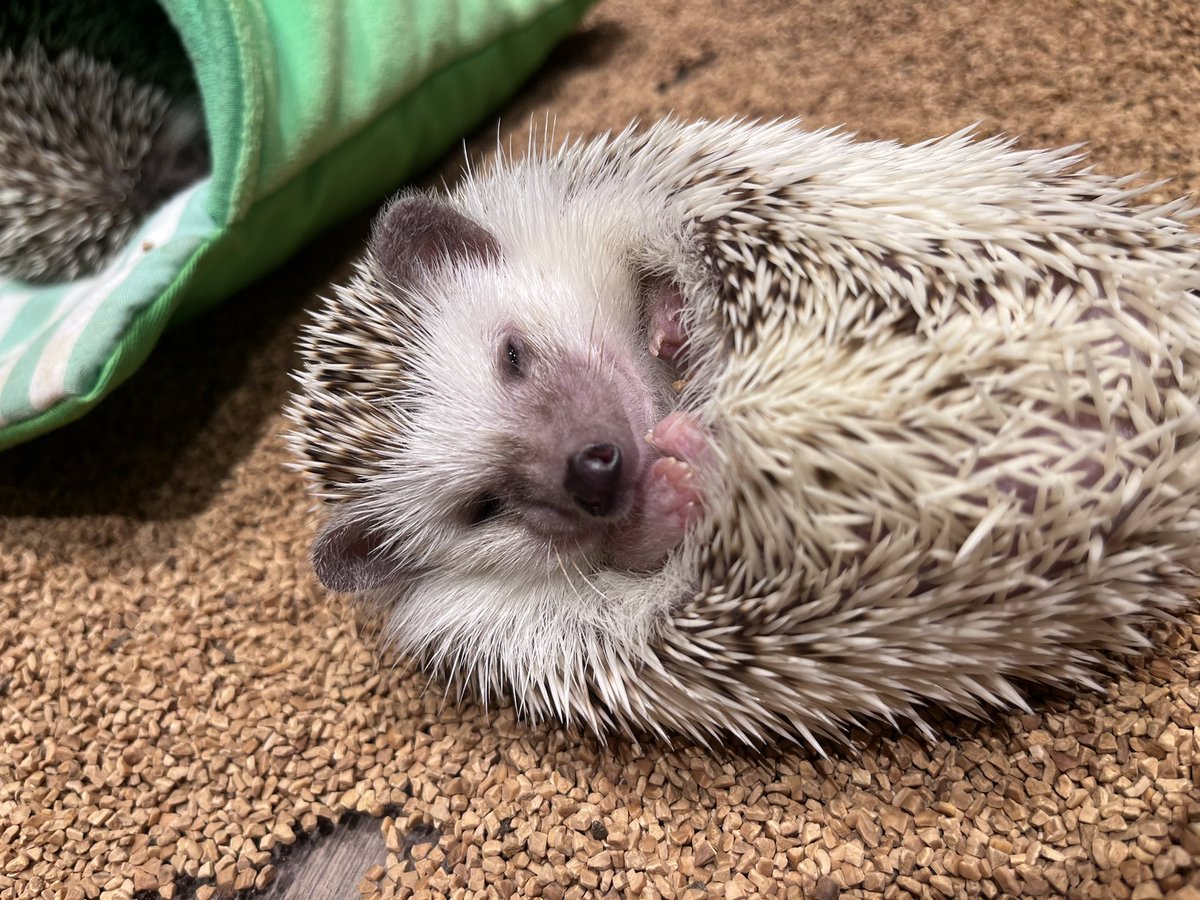 ハリネズミ好き