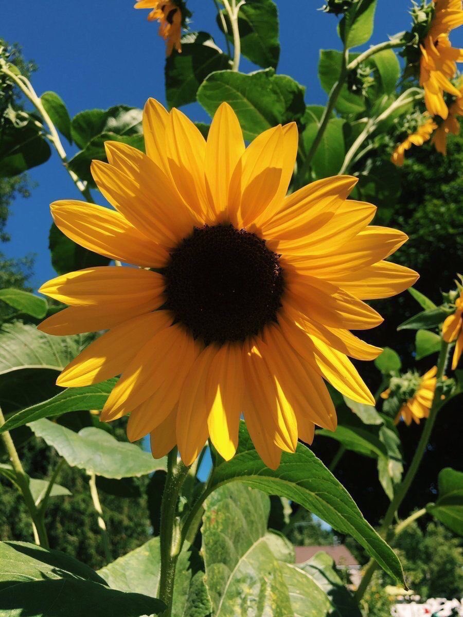 sunflowerchives's tweet image. wherever life plants you bloom with grace💛