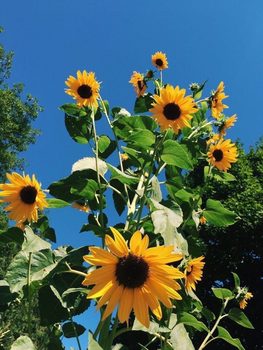 sunflowerchives's tweet image. wherever life plants you bloom with grace💛