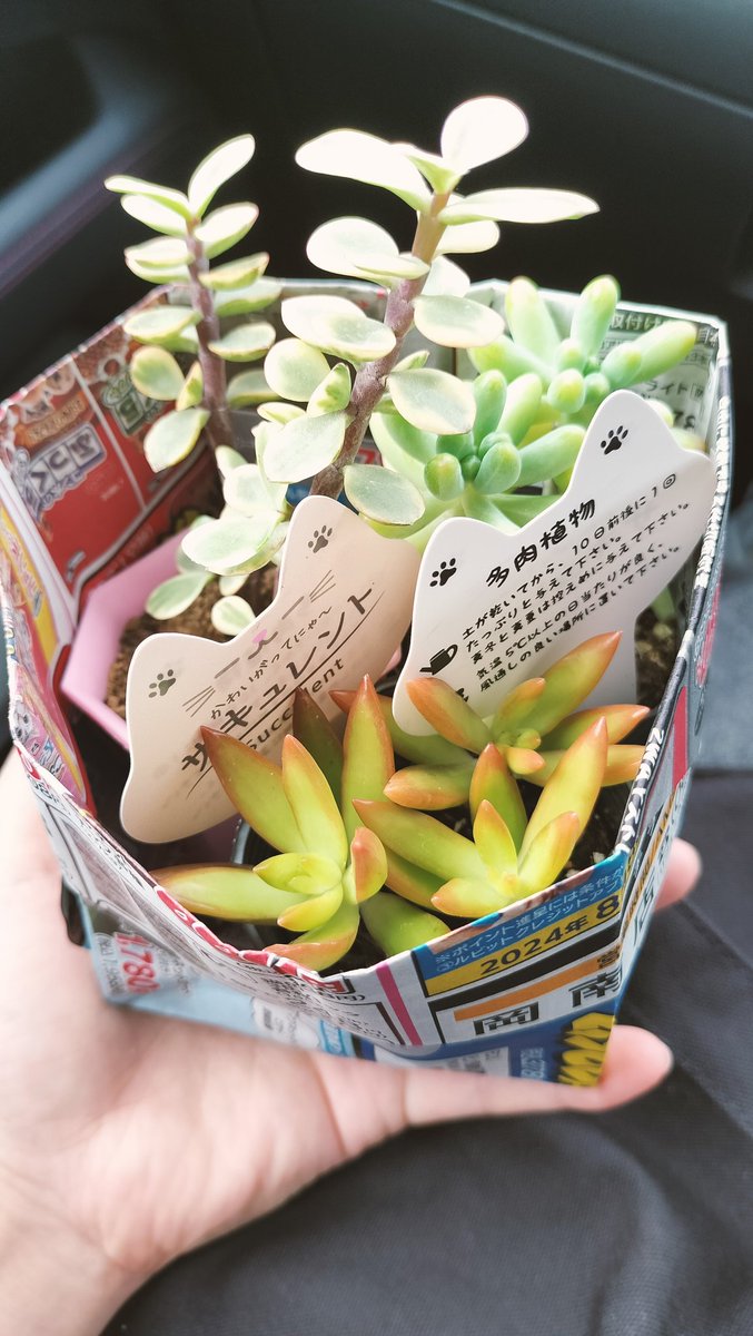 ccc___xxx's tweet photo. 今日のお迎えした子たち🌵 https://t.co/wr2MhPgcax