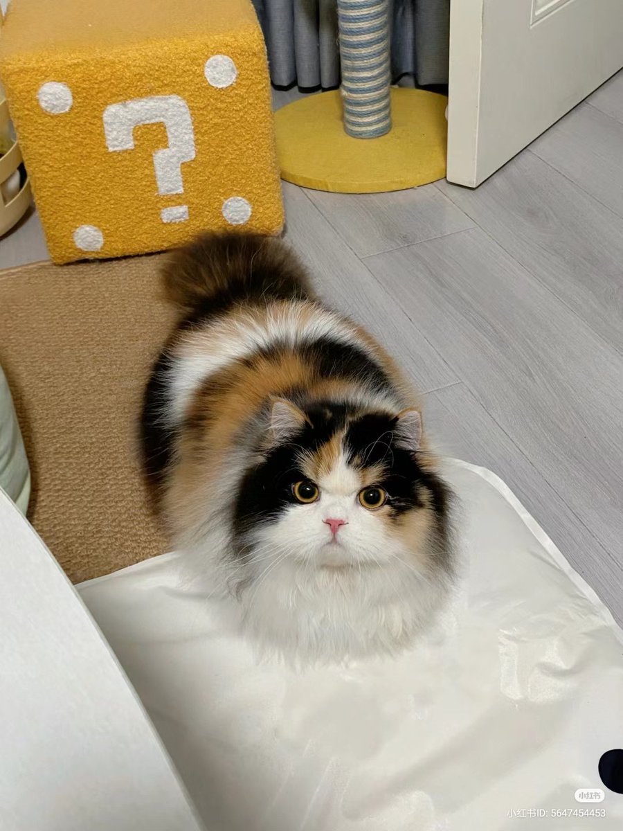 nocontextscats's tweet photo. angy furball https://t.co/bxmbYNu8dT