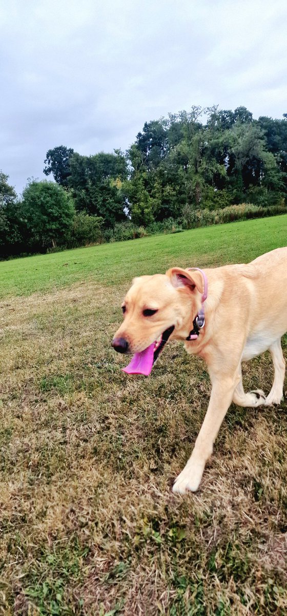 VOODOOGAMEZ's tweet photo. Zoomie field 😁 https://t.co/1W9yEzQkdn