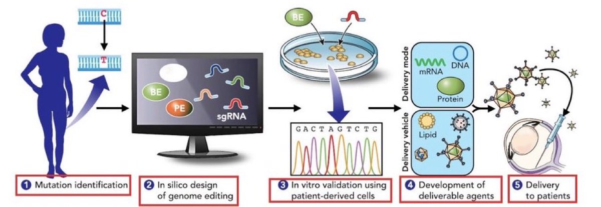 Yair Einhorn (@yaireinhorn) on Twitter photo 1/One of the best scientific papers that I’ve read about genetic medicine is “Precision Gene editing in the eye” by <a href="/susiesuh529/">Susie Suh</a> & <a href="/ElliotHChoi/">Elliot Choi, MD PhD</a> in Kris Palczewski’s lab at <a href="/UCIrvine/">UC Irvine</a> & <a href="/davidrliu/">David R. Liu</a>. It shows the huge progress made in CRISPR, Gene therapy & IRDs. Here’s my 🧵👇 $XBI 1/One of the best scientific papers that I’ve read about genetic medicine is “Precision Gene editing in the eye” by <a href="/susiesuh529/">Susie Suh</a> & <a href="/ElliotHChoi/">Elliot Choi, MD PhD</a> in Kris Palczewski’s lab at <a href="/UCIrvine/">UC Irvine</a> & <a href="/davidrliu/">David R. Liu</a>. It shows the huge progress made in CRISPR, Gene therapy & IRDs. Here’s my 🧵👇 $XBI