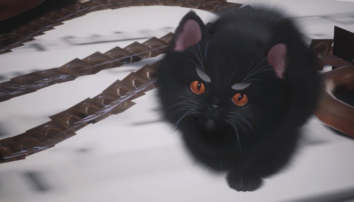 こちらはハセンくんです🐈‍⬛⸝⋆