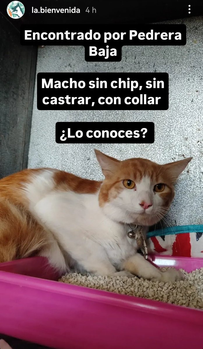 carlamcrtin's tweet photo. ⚠️ Gato perdido en Ciudad Real. Nos hemos encontrado este gato en la calle Pedrera Baja. No paraba de maullar, como se puede observar por el collar es un gato doméstico. La Policía Local lo ha dejado en la Bienvenida. Difundir para encontrar al dueño lo antes posible! @wikiCR https://t.co/7VGP8AKJQo