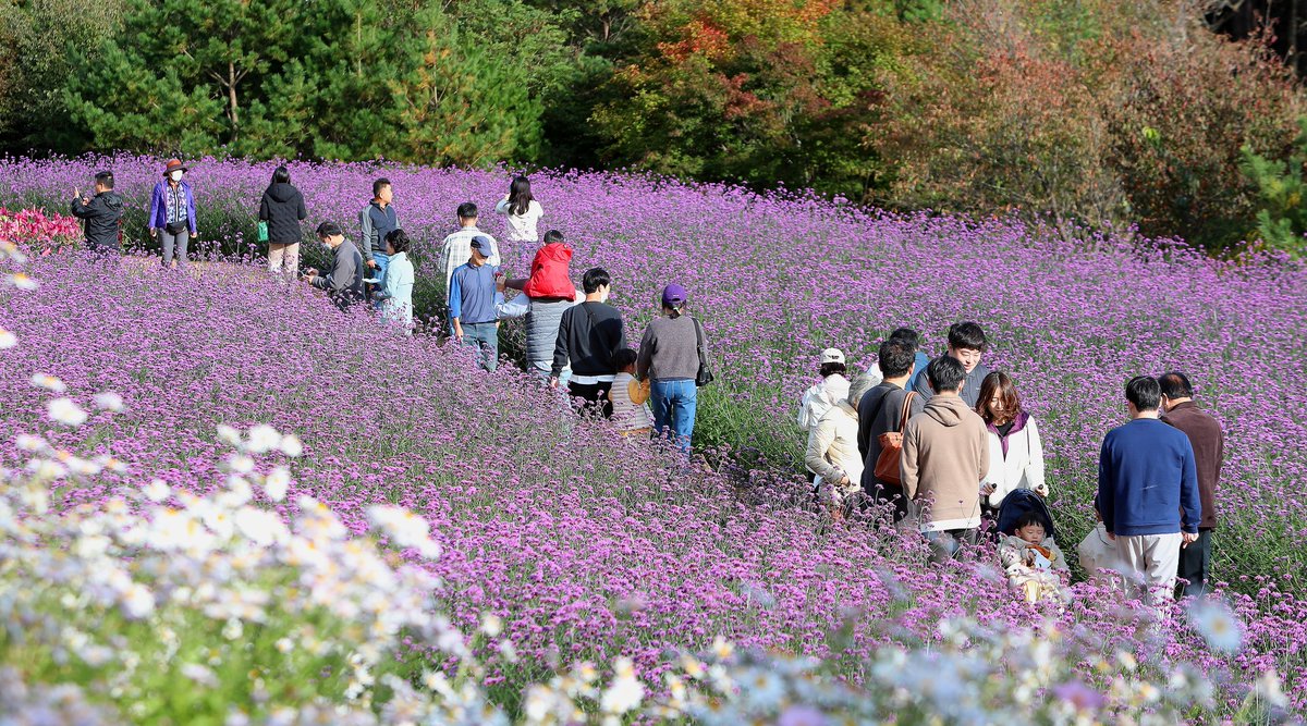 msrhealingroad's tweet photo. [Travel] 2024 Inje Autumn Flower Festival (Sep 28 ~ Oct 20)🍁The Inje Autumn Flower Festival, which marks its 6th anniversary this year, will be held at the Yongdae Tourist Complex in Inje until the 20th of October. ▶ https://t.co/lklbpJFafz 🍂 #Inje #AmazingInje https://t.co/Ee5Gxop7ZW