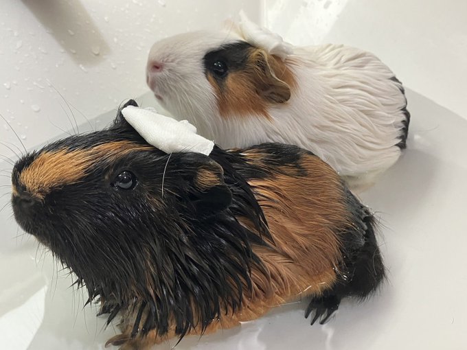 Twitterのコスプレ画像33