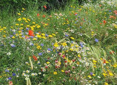 Free event today showcasing the history and heritage of Ellington Park, Ramsgate. heritageopendays.org.uk/submission-eve…
