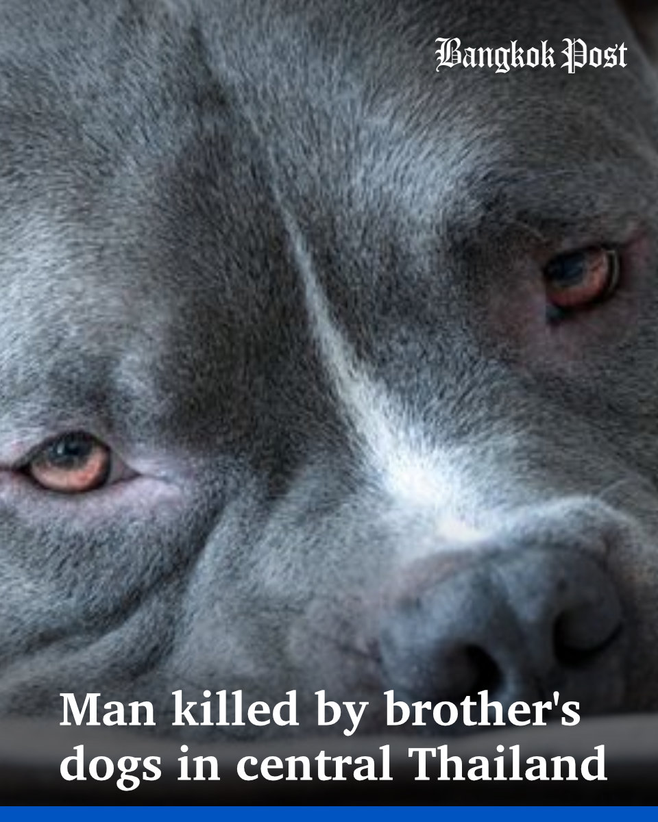#BangkokPost: An 18-year-old man was mauled to death by three American Bully dogs owned by his brother at their family home in Muang Lop Buri of this central province. #Thailand #AmericanBullydogs #attack #Died #ผู้ชาย #สุนัข #รุมกัด #เสียชีวิต
bangkokpost.com/thailand/gener…