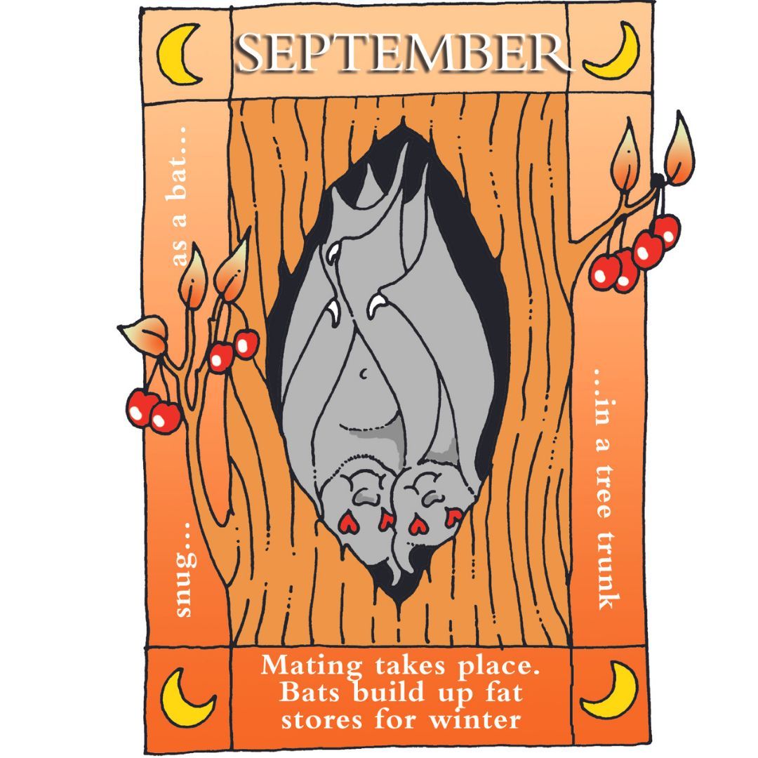 September is here and bat mating season begins. Males of most species use special calls to attract females, which can include purrs, clicks, and buzzing. Bats also concentrate on building up fat stores for the coming months.