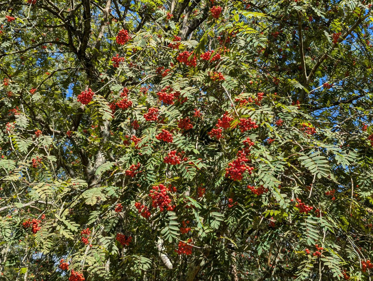 Catherine Cawley tweet media