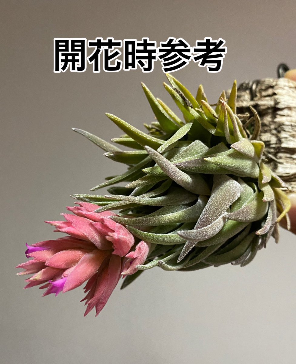 fukuonda's tweet photo. ヤホーで🍍売ってますんでよろしくお願いします〜
今夜終了

https://t.co/SLQiGfXe5j https://t.co/IBkmVSsjz5
