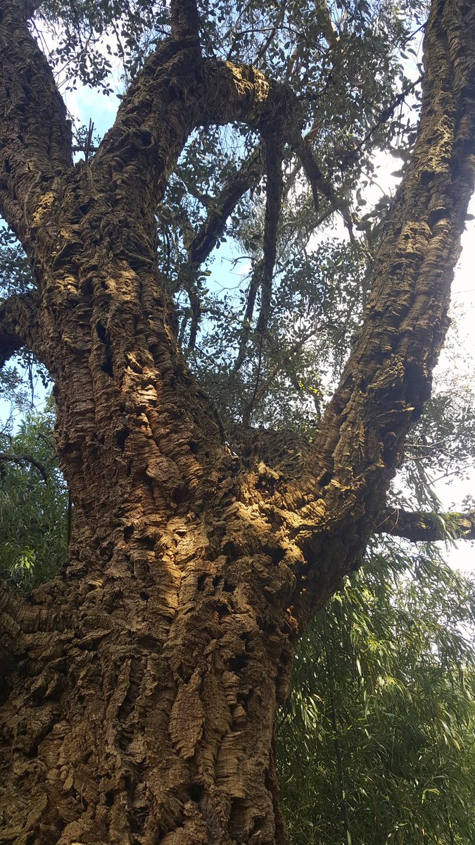 MamCathrine's tweet image. #fmspad challenge photo a day 
01 septembre: Things I love 
Les arbres 🌲