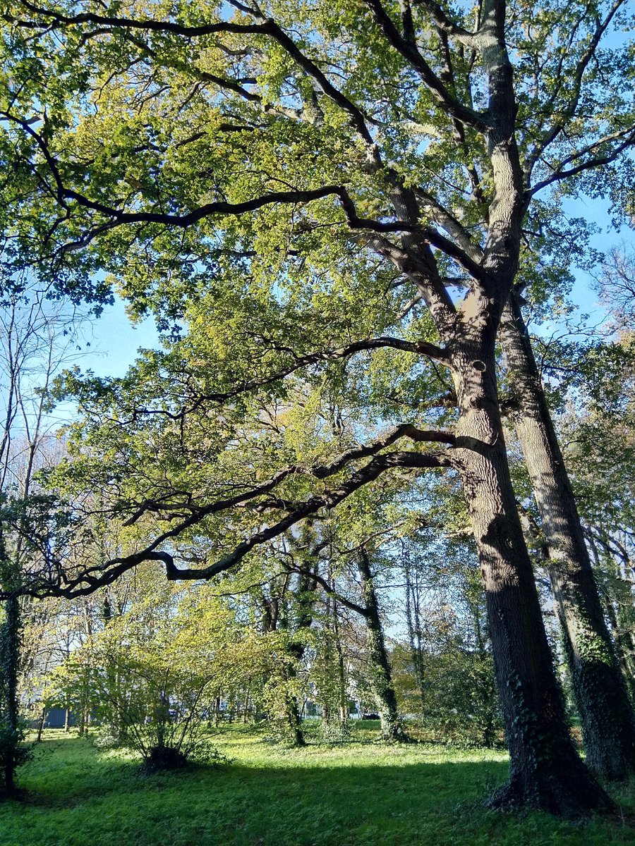 MamCathrine's tweet image. #fmspad challenge photo a day 
01 septembre: Things I love 
Les arbres 🌲