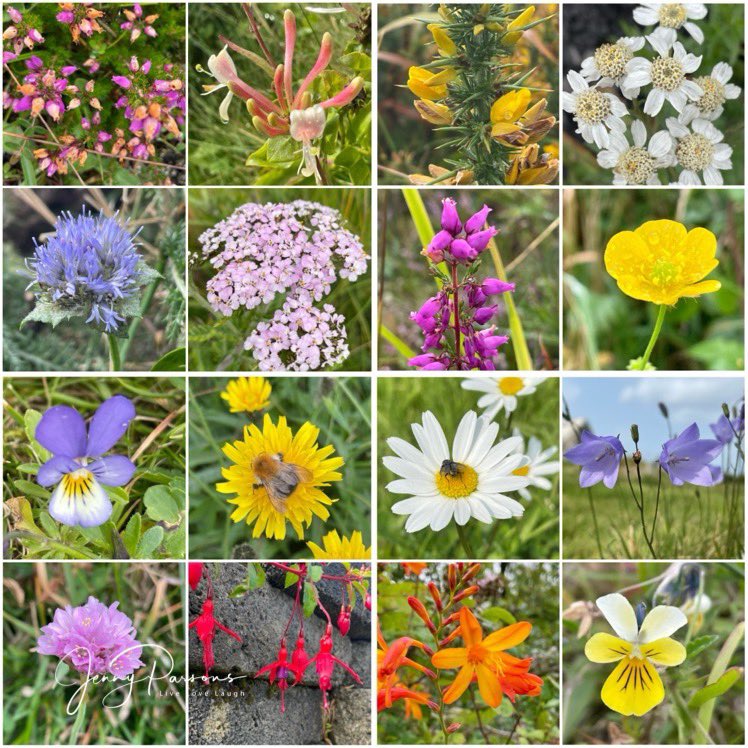 JennyPaPB's tweet photo. Celebrating the 1st day of #spring in #SouthAfrica with some #autumn wild flowers spotted in #Ireland
Lots of familiar looking species but all native to the Emerald Isle with common names I remember from story books - #harebells, #buttercups, #pansies & #daisies
#wildflowers https://t.co/y5ZqYaFT2f
