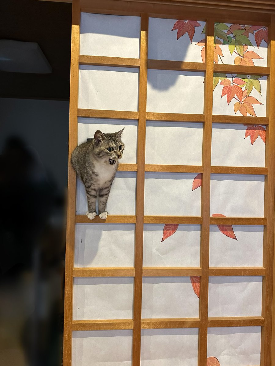 「障子貼り替えから1日目」