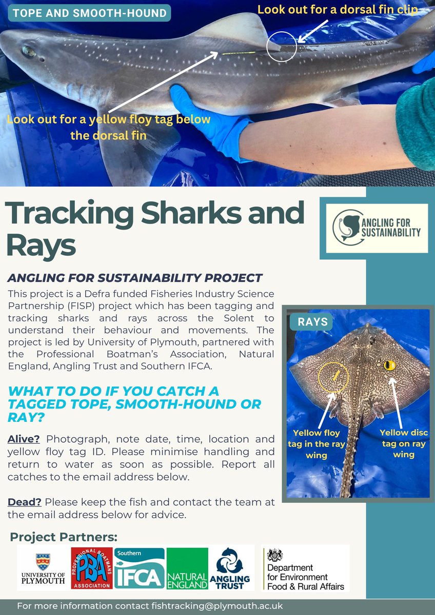 Angling Trust (@anglingtrust) on Twitter photo How's your shark and ray fishing going this summer? Have you caught one of our tagged fish?
Let us know by contacting fishtracking@plymouth.ac.uk & check out this poster on identifying one of our tags.
For more information on Angling for Sustainability plymouth.ac.uk/research/marin… How's your shark and ray fishing going this summer? Have you caught one of our tagged fish?
Let us know by contacting fishtracking@plymouth.ac.uk & check out this poster on identifying one of our tags.
For more information on Angling for Sustainability plymouth.ac.uk/research/marin…