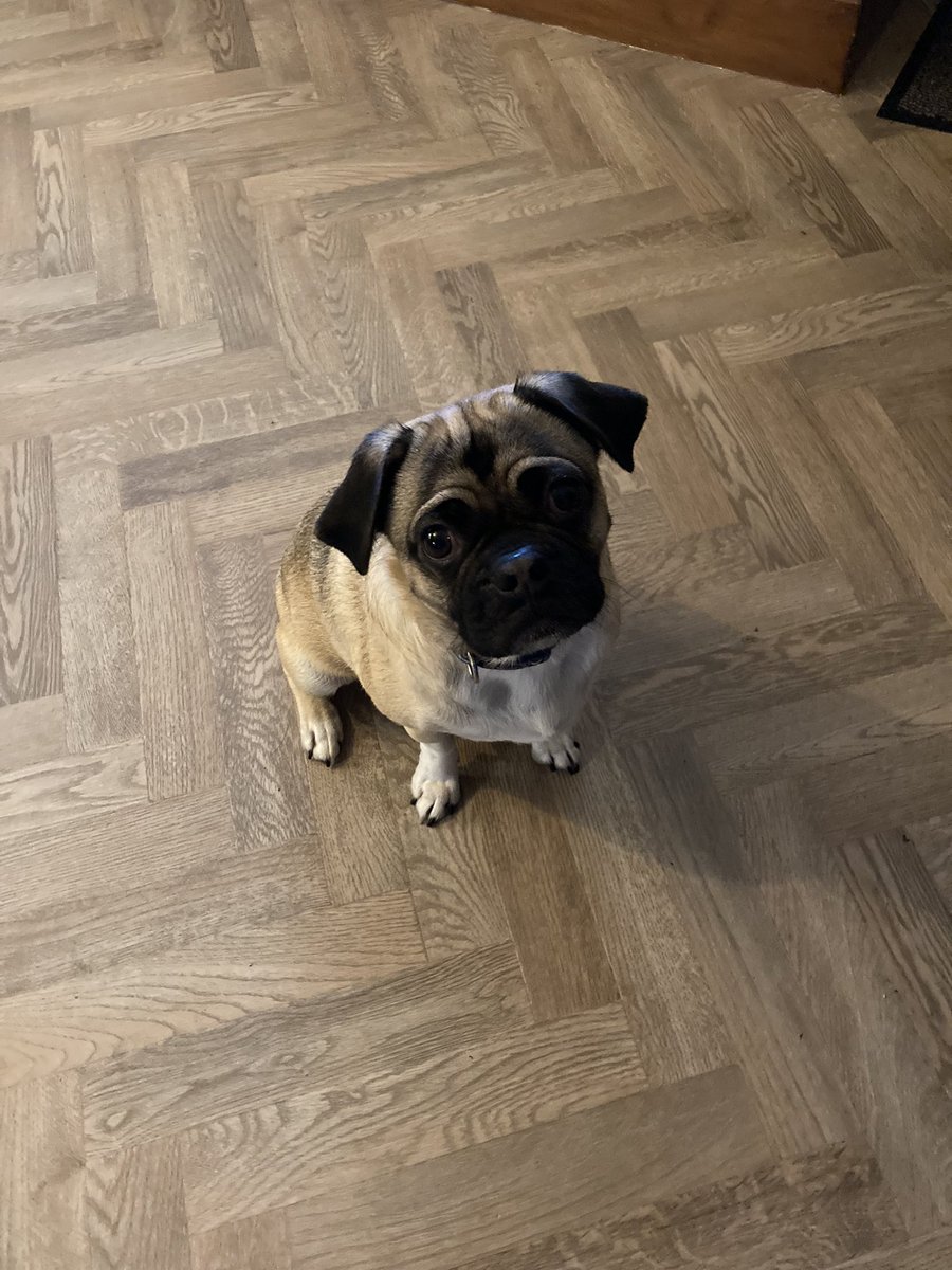 dicannell's tweet image. Happy 3rd birthday 🎂 to our beautiful Puggle Zaba #puggles