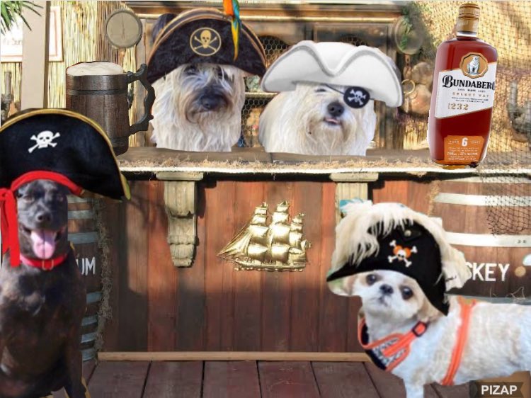 Darth_Rubykins's tweet photo. Having a bit a grog to put the wind in our sails. *raises a glass* to fallen #ZSHQ pals 🥃

Aggggggghhhhhh
☠️SHIVER ME TIMBERS☠️

#ZSHQ #ZsPirateWeek in honour of Wickett @Nightbird7115 https://t.co/SJnJVvzgj5