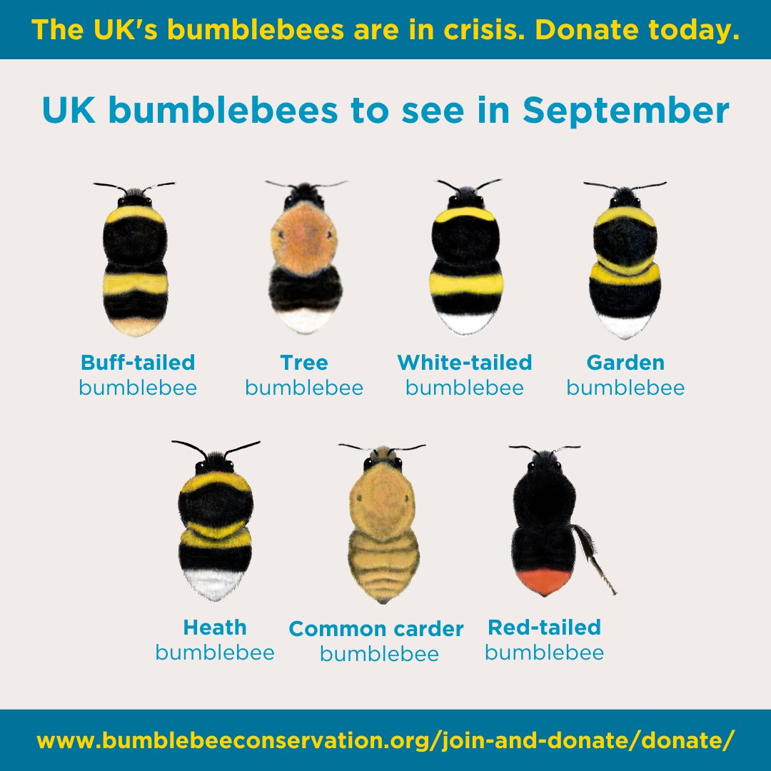 September is your last chance to see many of the UK’s common bumblebees⚠️

This month, many bumblebee nests will naturally come to an end and new queens will settle down to hibernate over the winter👑💤

🆘The UK's bumblebees are in crisis. Donate today: ow.ly/pCR150T7kGm