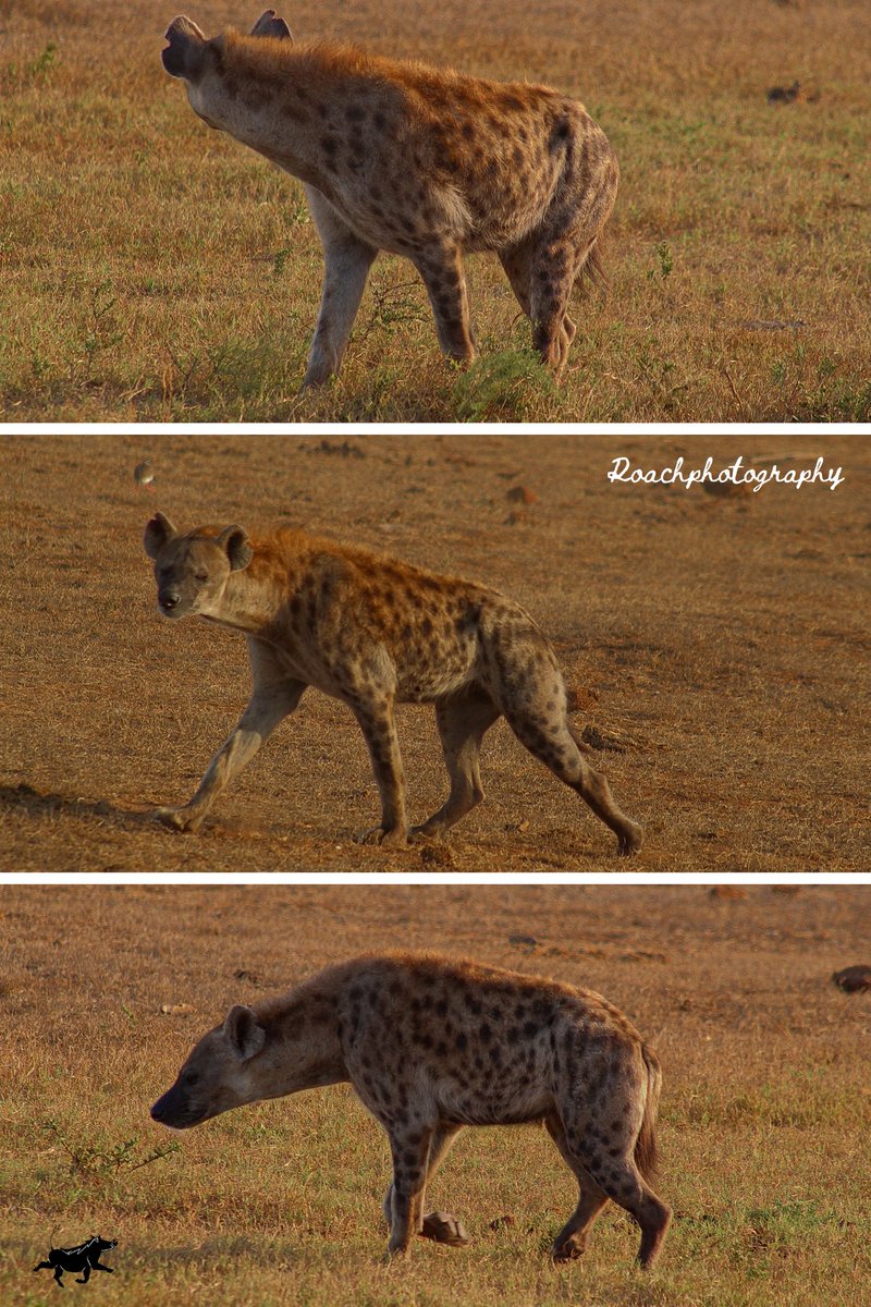 Did you spot the spotted hyena, or did it spot you first?#roachphotography #Hyena #wildearth #Safari #wildlifegame #wildlife #wildlifephotography #naturephoto #NaturePhotography #Savannah #picoftheday #animals #wildanimals #wildanimalphotography #wanderlust #blupebblestours