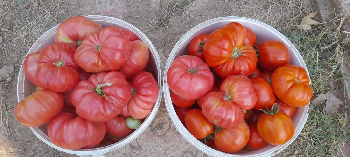 Prof. Dr. Güner Sönmez tweet media