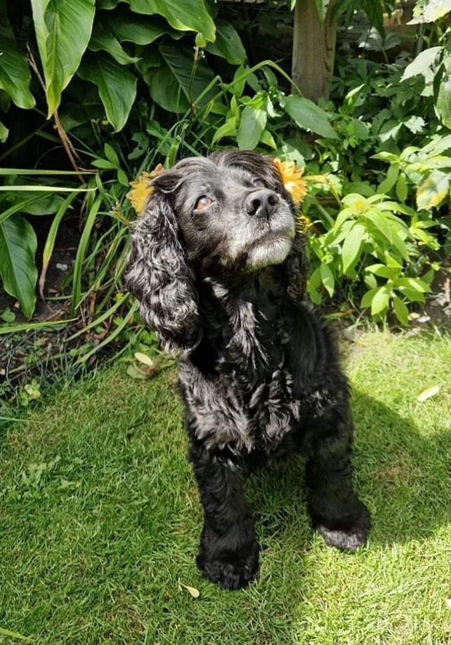 Missing Pets GB tweet media