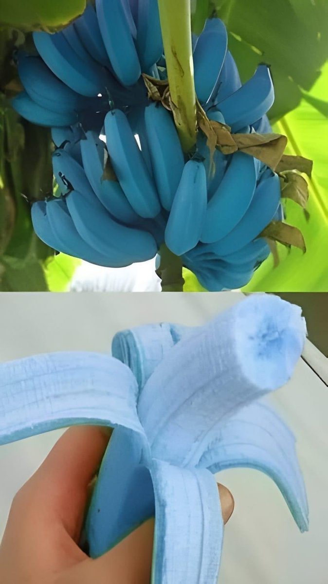 ana4dream's tweet photo. For your form … blue banana from Asia https://t.co/e2pAgGRq4r