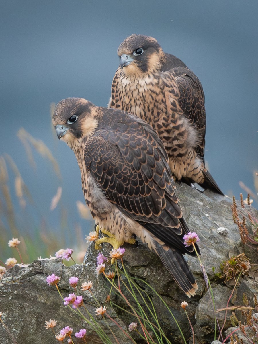 Juvenile Peregrine Falcons #BirdsSeenIn2024 #NatureBeauty #Nikon 🇮🇲 #isleofman