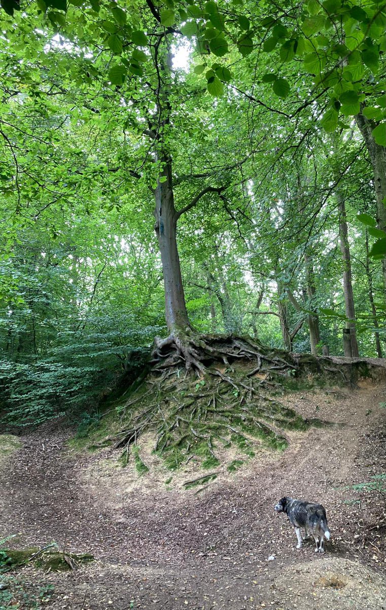 Morning walks 🌳🌳