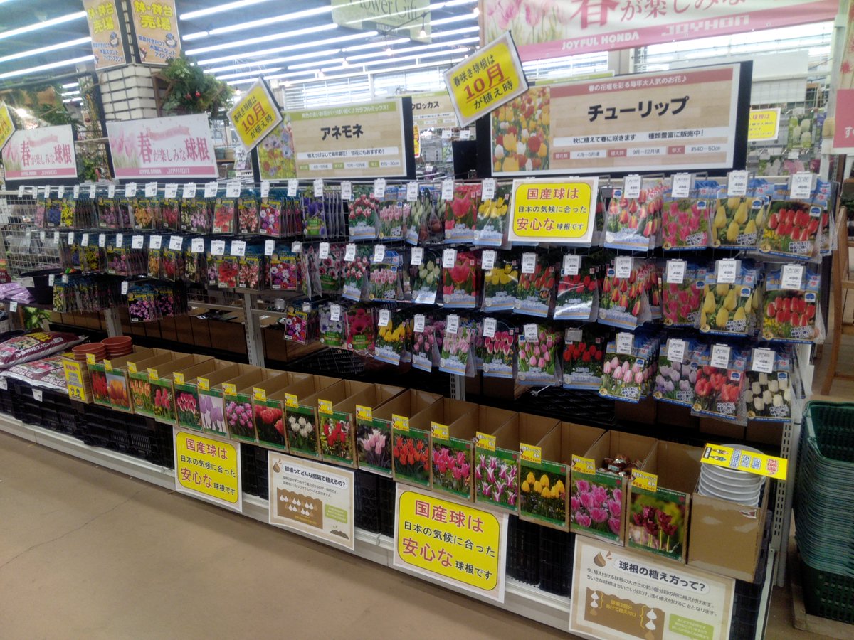 A！勤労感謝の日セール❗️グラキリス多頭 発根管理中 現地球 ガーデンセンター宇都宮店】 今年もやります「#春植え球根」🌷 定番の