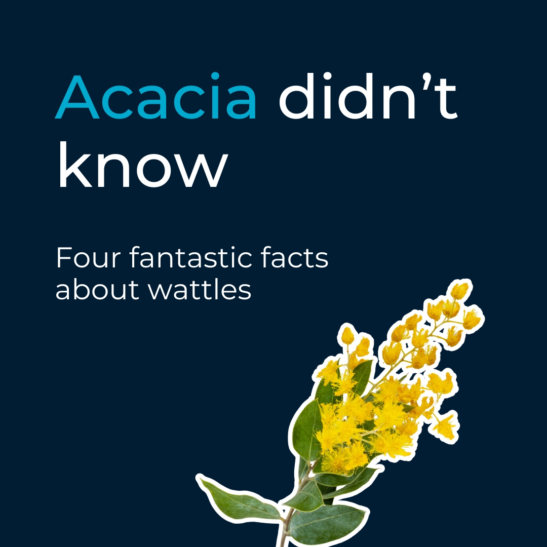 Wattle we think of next?! 🍃

Happy #WattleDay! It's a day to celebrate a plant that's deeply rooted in Australia's history.

But next time you see one of these bloomin' gorgeous plants, you'll be able to fascinate your unsuspecting companion with these facts!

🧵