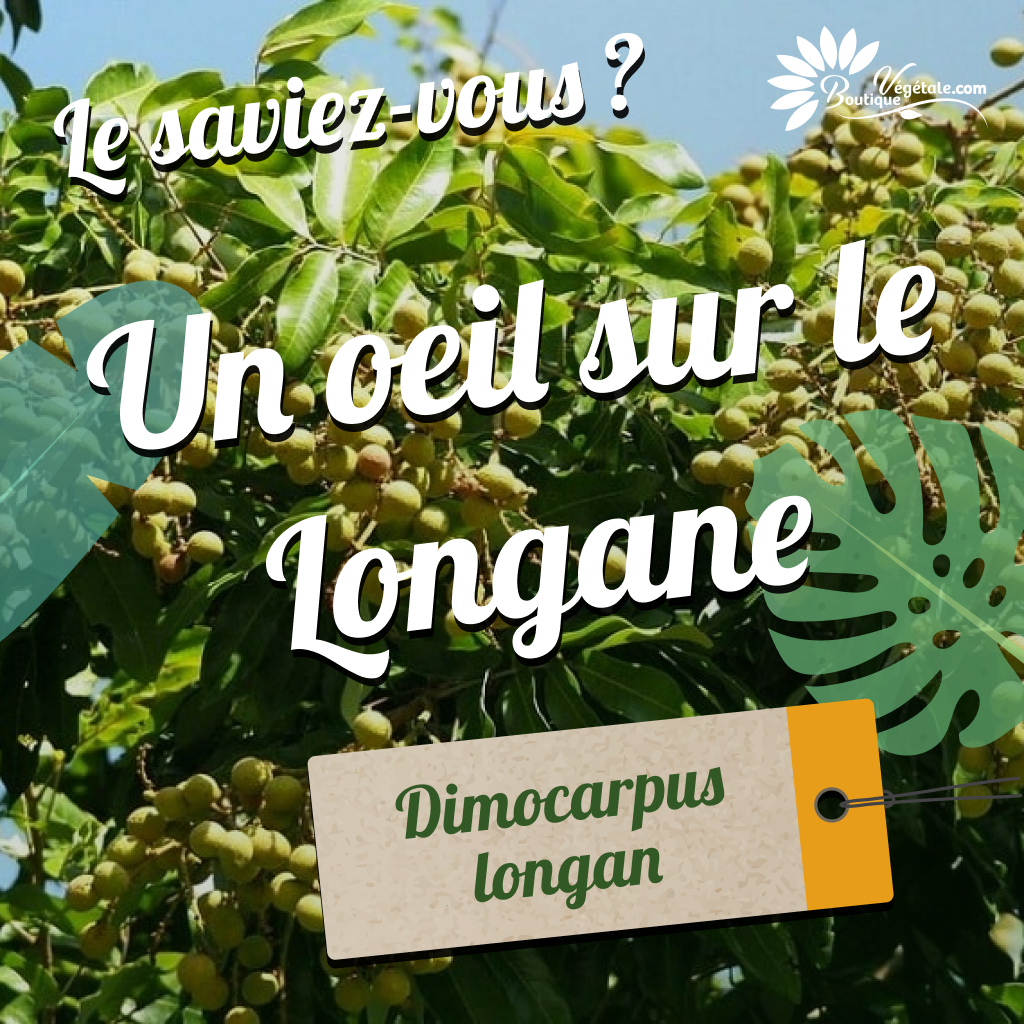 boutiquevegetal's tweet photo. ❓ Savez-vous que ce cousin du Litchi regorge de bienfaits nutritionnels ? 🥗
Découvrez-le dans notre nouvel article ! 👉 https://t.co/WX6nrXPLZP
.
.
#dimocarpuslongan #longan #oeildudragon #fruitexotique #boutiquevegetale #botanique #exoticfruit https://t.co/NRXG2orwnH