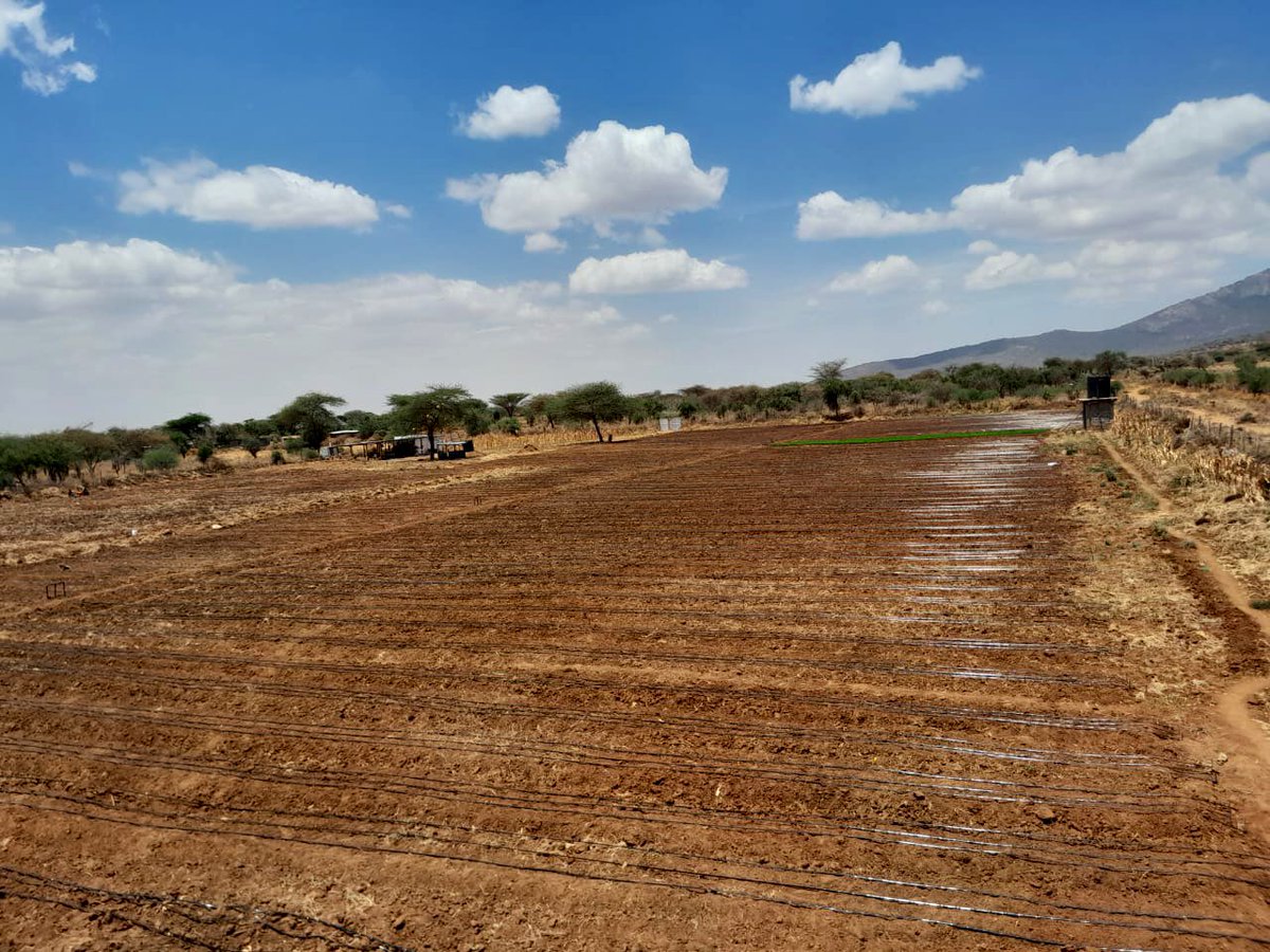 Another 3 acres of drip irrigation successfully installed at Maili Tisa! Our dedicated team worked tirelessly through the weekend to ensure our farmers are perfectly on schedule for transplanting.
