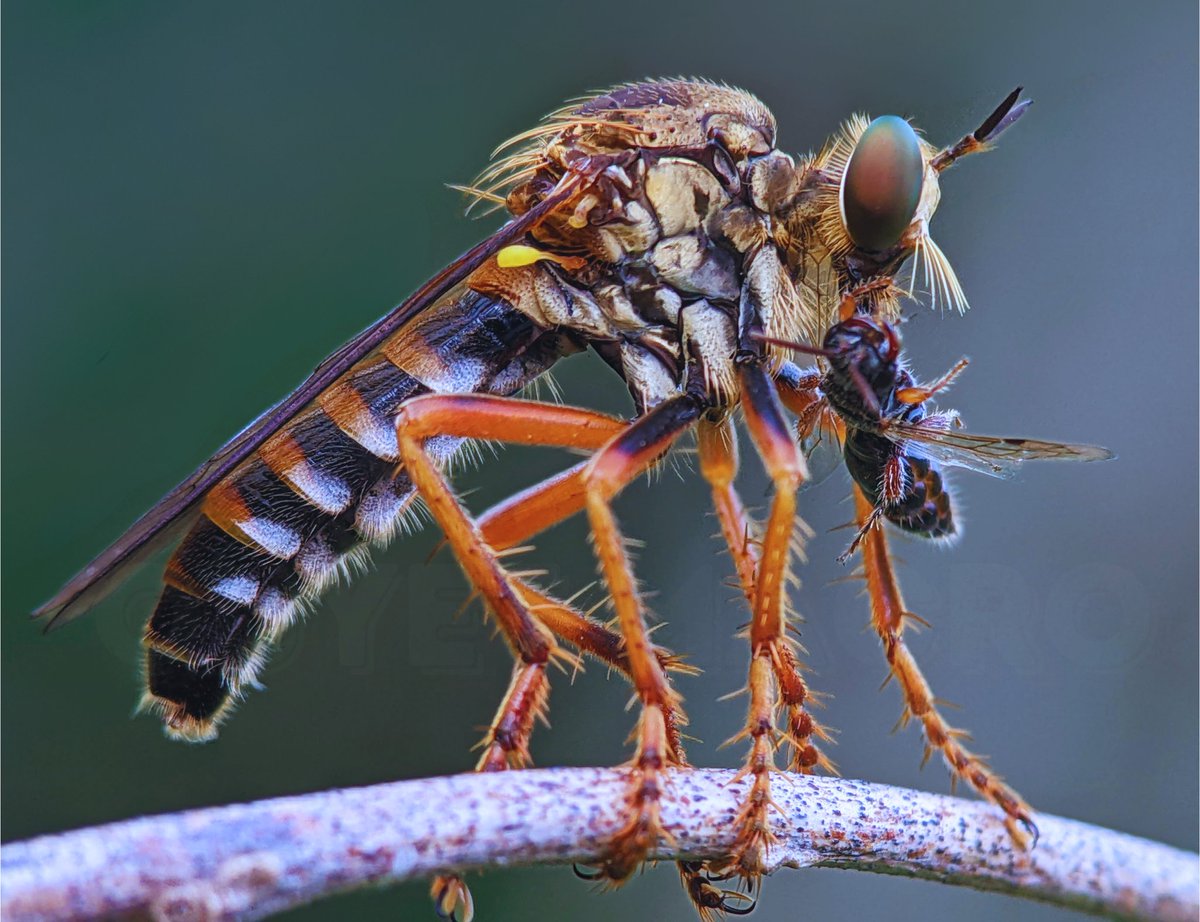 trongquyet2006's tweet image. Robber Fly
#robberfly #macro #photography #macrophotography #beaufulday