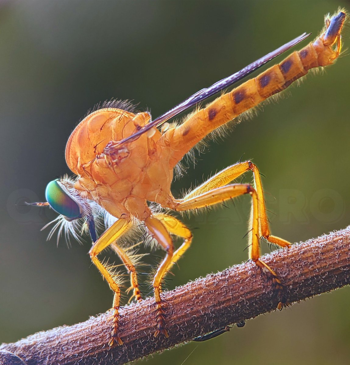 trongquyet2006's tweet image. Robber Fly
#robberfly #macro #photography #macrophotography #beaufulday
