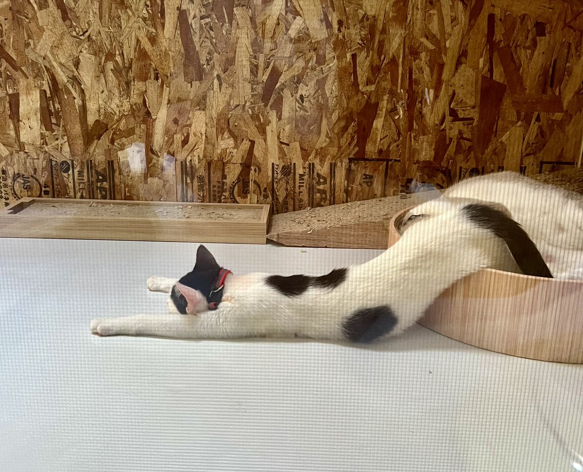 生後3ヶ月の子猫の寝姿をご覧ください。