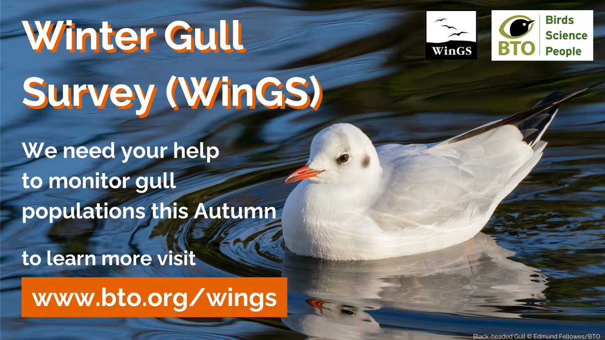 The Autumn count for this year's Winter Gull Survey is around the corner! 

There are plenty of sites to choose from across the UK! Get involved this September 29th and help with essential monitoring 🌍➡️Visit bto.org/wings to learn more and sign up. 

#WinGS_UK
