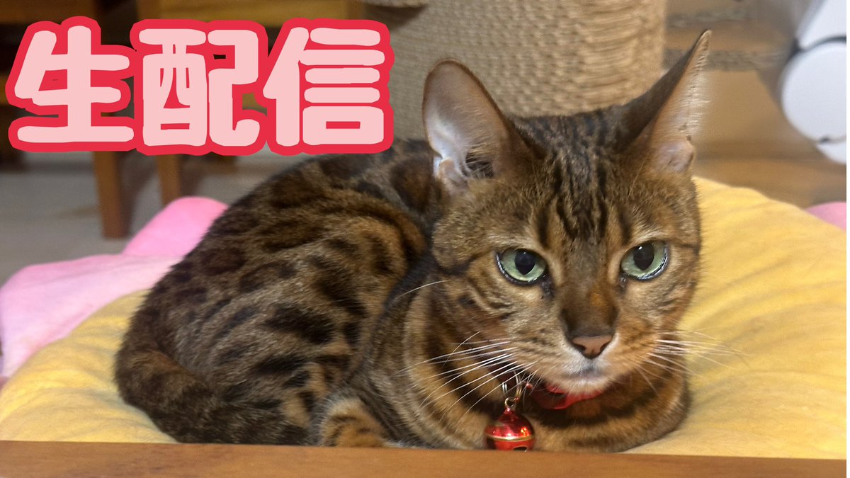 たま🐆🐈‍⬛にゃんたまHouse (@Tama27u0916) / Posts / X