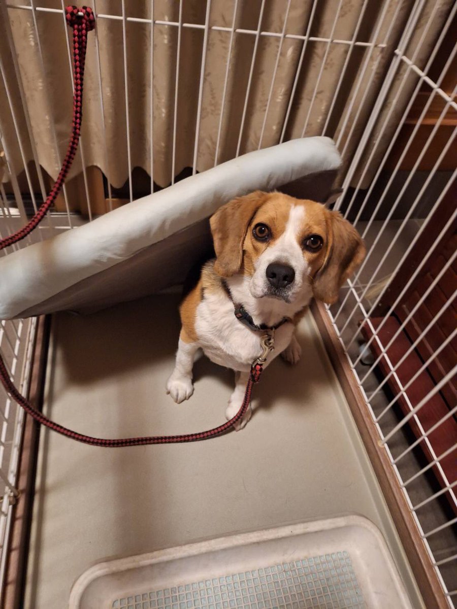 犬用ベッドの新しい使い方を紹介するよ🐶

Level1:掛け布団
Level2:日よけ
Level3:バリケード
Level4:亀さん🐢